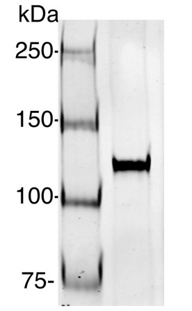 Western blot using anti-AGO1-PAZ antibodies (Chlamydomonas)